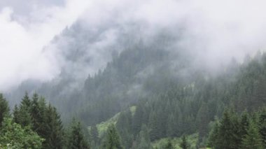 Avusturya Alpleri 'ndeki köknar ağaçlarının üzerinde derin bulutlar - Vorarlberg bölgesi - seyahat fotoğrafçılığı