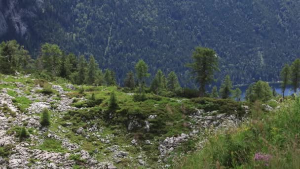 Paesaggio Meraviglioso Nelle Alpi Austriache Perfetto Vacanze Relax Fotografia Viaggio — Video Stock