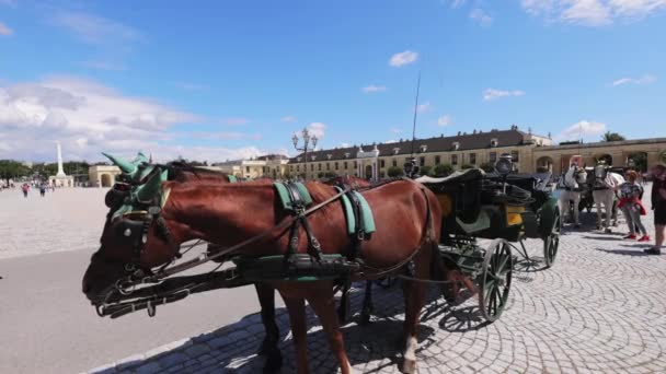 Kůň Tažený Kabinou Vídni Vídeň Rakousko Srpna 2021 — Stock video