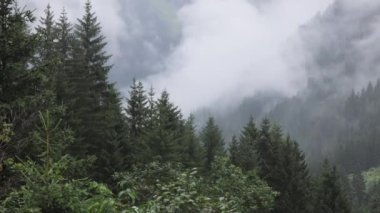 Avusturya Alpleri 'nin köknar ağacı ormanındaki sis - harika dağ manzarası - seyahat fotoğrafçılığı