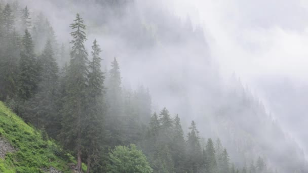 Niebla Bosque Abetos Los Alpes Austríacos Gran Vista Montaña Fotografía — Vídeo de stock