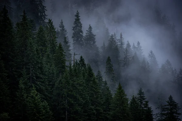 Avusturya Alpleri Ndeki Köknar Ağaçlarının Üzerinde Derin Bulutlar Vorarlberg Bölgesi — Stok fotoğraf