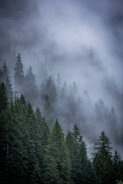Avusturya Alpleri 'nin köknar ağacı ormanındaki sis - harika dağ manzarası - seyahat fotoğrafçılığı