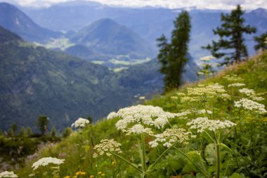 Avusturya Alplerinde tipik panoramik manzara dağlar ve köknar ağaçları - Kaybeden Altaussee Dağı - seyahat fotoğrafçılığı