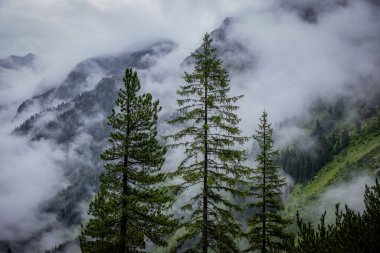 Avusturya Alpleri 'nin köknar ağacı ormanındaki sis - harika dağ manzarası - seyahat fotoğrafçılığı