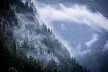 Avusturya Alpleri 'ndeki köknar ağaçlarının üzerinde derin bulutlar - Vorarlberg bölgesi - seyahat fotoğrafçılığı