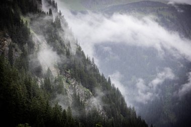 Avusturya Alpleri 'ndeki köknar ağaçlarının üzerinde derin bulutlar - Vorarlberg bölgesi - seyahat fotoğrafçılığı
