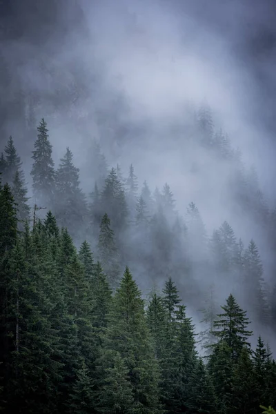 Avusturya Alpleri 'nin köknar ağacı ormanındaki sis - harika dağ manzarası - seyahat fotoğrafçılığı