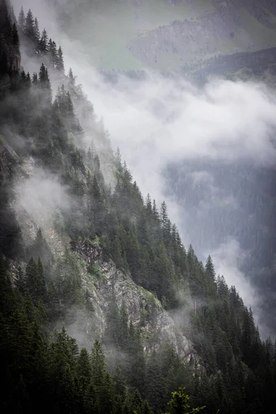 Nubes Profundas Sobre Los Abetos Los Alpes Austríacos Región Vorarlberg —  Fotos de Stock