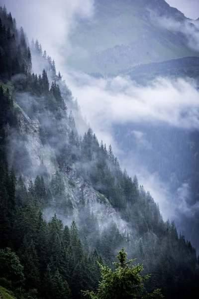 Nuvens Profundas Sobre Abetos Nos Alpes Austríacos Região Vorarlberg Fotografias — Fotografia de Stock