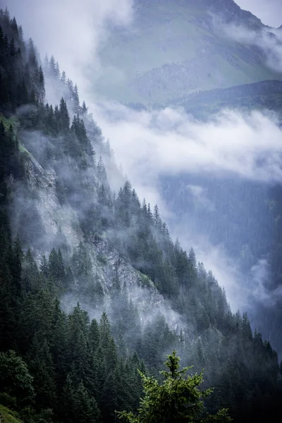 Nuvole Profonde Sugli Abeti Delle Alpi Austriache Vorarlberg Fotografia Viaggio — Foto Stock