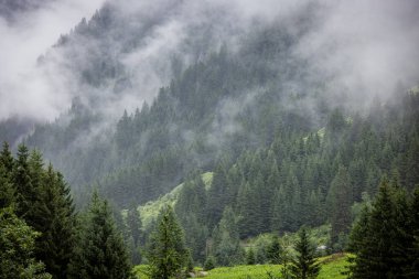 Sisli bir günde Avusturya Alplerinde sis - seyahat fotoğrafçılığı