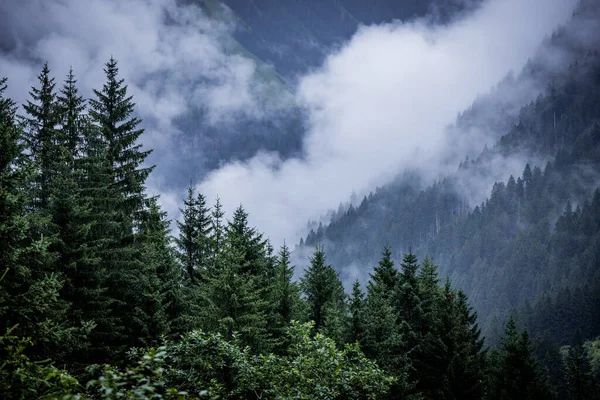 Deep clouds over the fir trees in the Austrian Alps - Vorarlberg region - travel photography