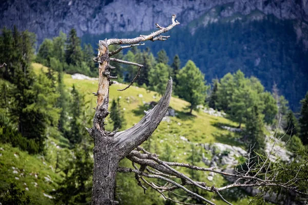 Typical Panoramic View Austrian Alps Mountains Fir Trees Mount Loser — Stock Photo, Image