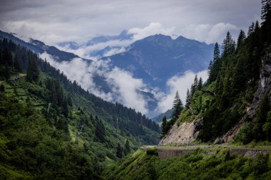 Avusturya Alpleri 'ndeki köknar ağaçlarının üzerinde derin bulutlar - Vorarlberg bölgesi - seyahat fotoğrafçılığı