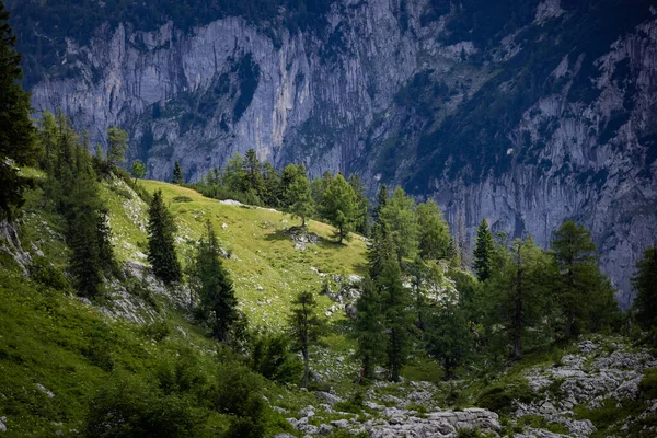 Abeto Las Montañas Los Alpes Austríacos Viajes Fotográficos — Foto de Stock