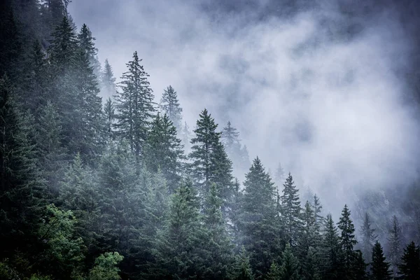 Mlha Jedlovém Lese Rakouských Alp Nádherný Výhled Hory Cestovní Fotografie — Stock fotografie