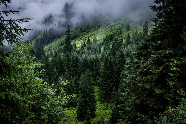 Brume Dans Forêt Sapins Des Alpes Autrichiennes Vue Magnifique Sur — Photo