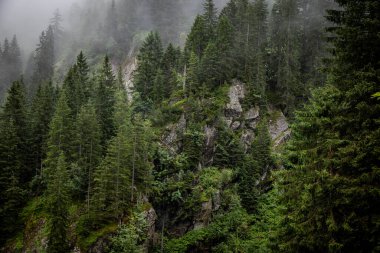 Avusturya Alpleri 'ndeki köknar ağaçlarının üzerinde derin bulutlar - Vorarlberg bölgesi - seyahat fotoğrafçılığı
