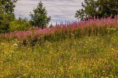 Avusturya dağlarındaki güzel çayırlar - seyahat fotoğrafçılığı