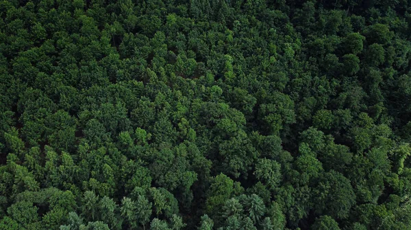 Lot Nad Gęstym Lasem Wspaniała Przyroda Zdjęcia Krajobrazów — Zdjęcie stockowe