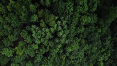 Yoğun bir orman üzerinde uçmak - harika bir doğa - hava fotoğrafçılığı