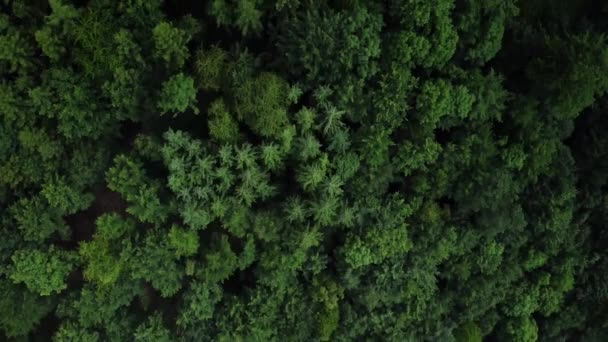 Yoğun Bir Orman Üzerinde Uçmak Harika Bir Doğa Hava Fotoğrafçılığı — Stok video