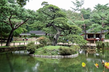 SEOUL, Güney Kore - 11 Ekim 2025 - Changdeokgung bahçesindeki eski çam ağacı, Seul