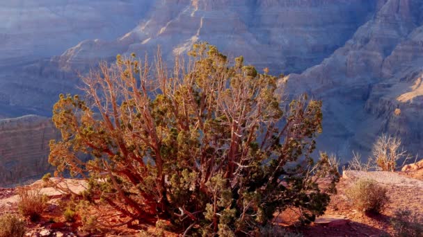 Büyük Kanyon, Arizona bitki örtüsü — Stok video