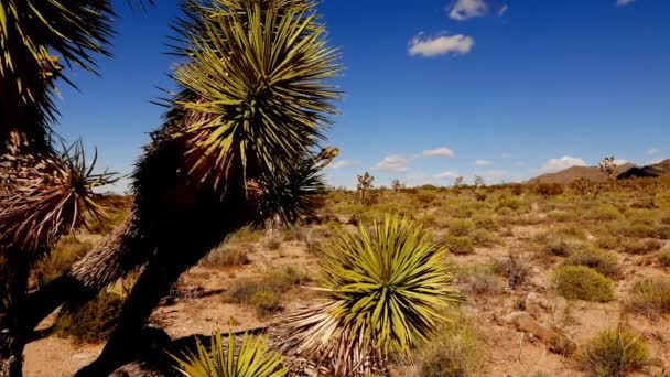 Arizona'da kaktüs ve joshua ağaçları . — Stok video