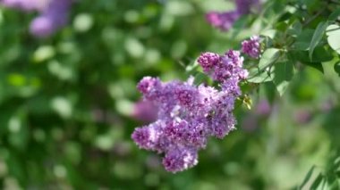 Yapraklı güzel leylak çiçekleri yakın plan. Güzellik dünyası.