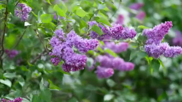 特写美丽的紫丁香花与叶子。美丽的世界. — 图库视频影像