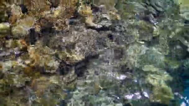 얕은 물에서 바다에 물고기 — 비디오