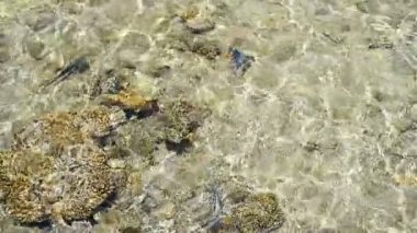 denizin sığ suda balık