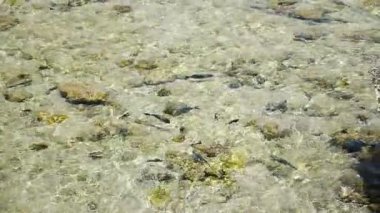denizin sığ suda balık