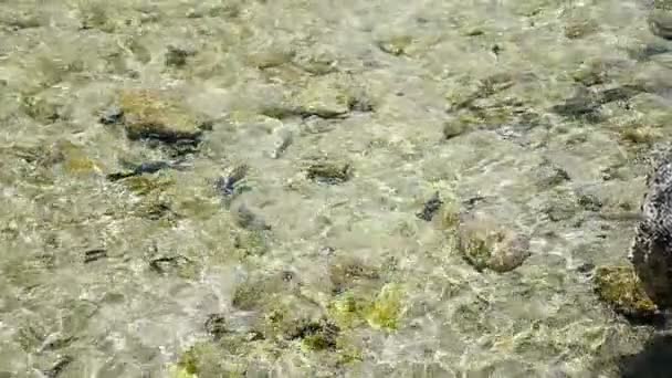 Peces en el mar en aguas poco profundas — Vídeo de stock