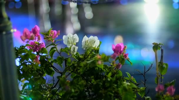 Hermosas flores en los rayos de luz por la noche — Vídeos de Stock