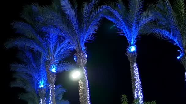 Palmy w promienie światła w nocy — Wideo stockowe