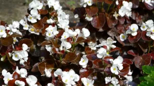 Vackra vita blommor med bruna blad — Stockvideo