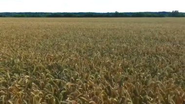 hava fotoğrafçılığı alan buğday