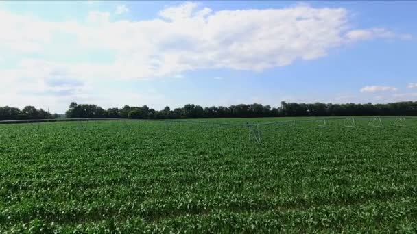 Sistema de riego campos en verano — Vídeo de stock