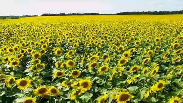 Luchtfotografie veld met zonnebloemen — Stockvideo