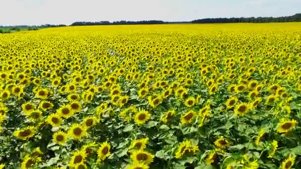 Luchtfotografie veld met zonnebloemen — Stockvideo