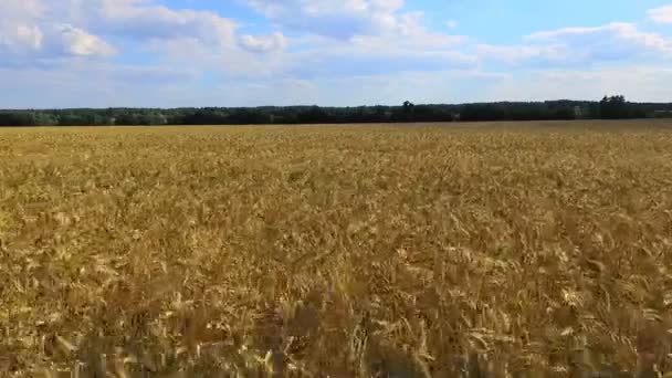 Аерофотозйомка поля пшениці — стокове відео