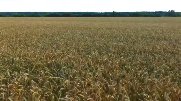 Campo di fotografia aerea di grano — Video Stock