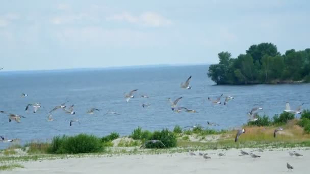 Martı Nehri üzerinde Flock — Stok video