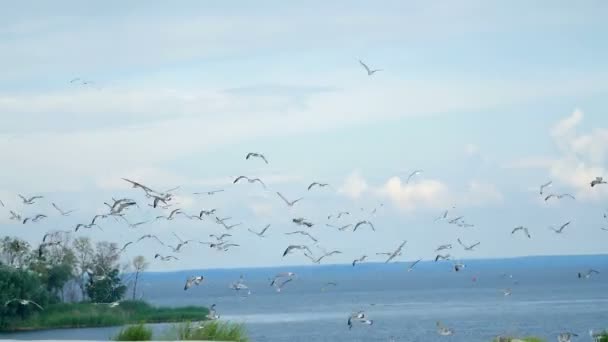 Manada de gaviotas en el río — Vídeo de stock