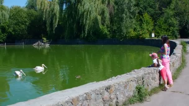 Mère et fille nourrissent les oiseaux dans le zoo — Video