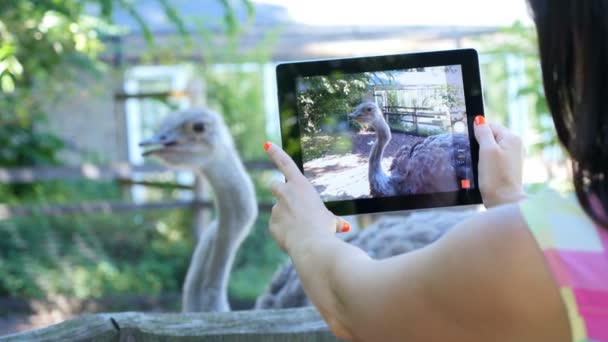 Красивая девушка делает видео на планшете страуса в зоопарке — стоковое видео