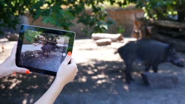 Hermosa chica hace vídeo en la tableta de cerdo en el zoológico — Vídeo de stock